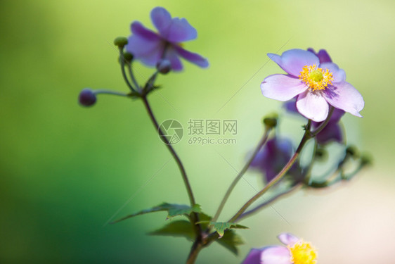 十月季节在欧洲的衰落丰富多彩图片