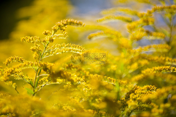 秋天黄色的蕨类植物图片