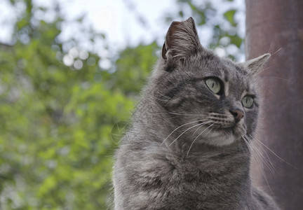 咬宠物绿眼美猫小心谨慎蓬松的图片