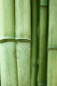 分支树美丽绿竹背景图片