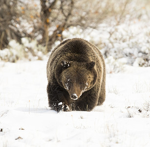 肉食动物提顿深雪中的灰熊39号正向摄像头飞去金发女郎图片