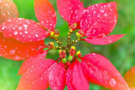 红花开朵植物群公园图片