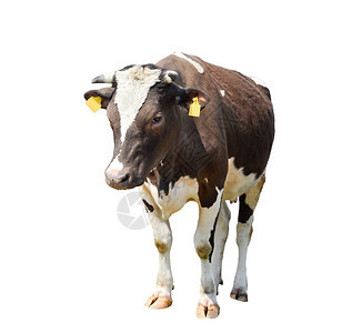 白棕褐色的奶牛被孤立在白色的站棕奶牛身上有趣的是发现牛农牧业动物跳跃哺乳满的图片