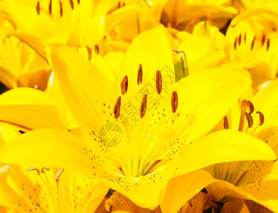 夏天明亮的关闭黄色百合花的美丽束雌蕊图片