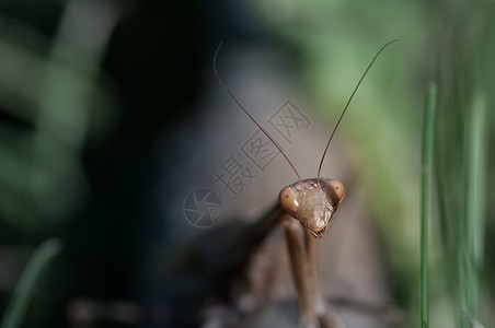腿无脊椎动物打猎花朵上的蚂蚁曼提斯列伊维奥萨晚上的花人曼提斯雷里维奥萨图片