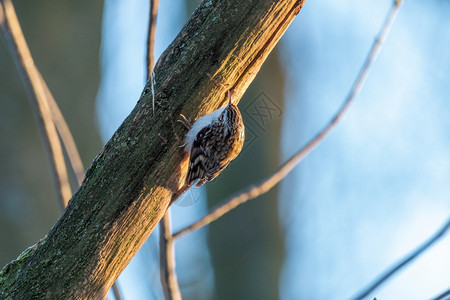 树枝上的胶照片来自胶枝下预订一种羽毛图片
