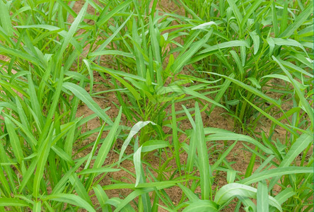 空心菜菠或番薯种植园土壤或者图片