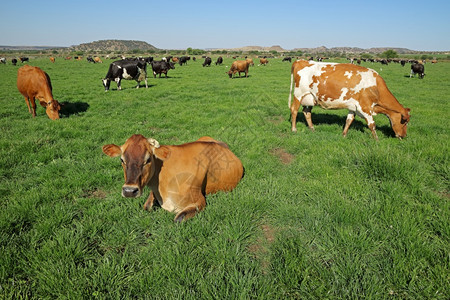 郁葱弗里斯兰牛乳放牧农业绿草场上休息色图片