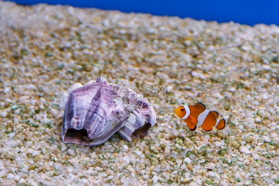 一个小丑鱼游在海贝壳附近水族馆底野生动物两分子有条纹的图片