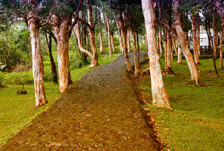 门户14公园波美拉尼亚森林中丽的松木足迹图片