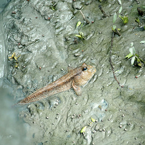 脊椎动物自然红树林中的泥层或两栖鱼类生活图片