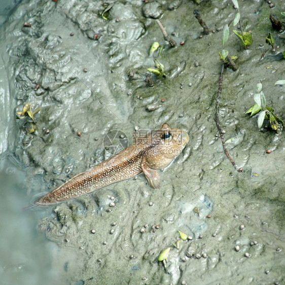 脊椎动物自然红树林中的泥层或两栖鱼类生活图片