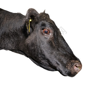 鼻子在白色黑牛肖像上被孤立的滑稽奶牛结束说疯话的牛农场动物狂的国内图片