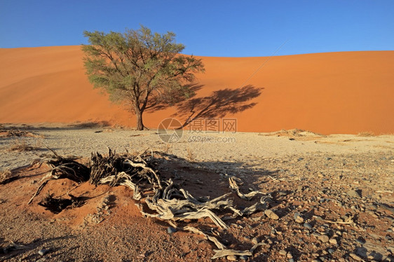 景观纳米比亚布沙漠Sossusvlei的刺树红沙丘旅游户外图片