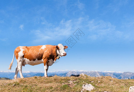 草本植物哺乳动夏月风景与牛群在新青绿山草地上放牧和顶背面的峰上放牧乳制品图片