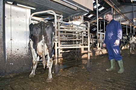 栅栏粪农民看着他的一头奶牛进入个全自动挤奶机器人的大门单身图片