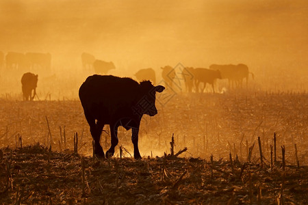 有机的放牧户外南非日落时分在灰尘田中行走的自由牧场牛休光月南非图片