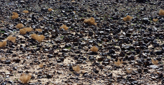 沙漠中的黑石田棕色卵岩图片