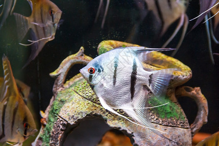 酰氨异国情调在水族馆内氨磷游泳的背景上三角形灰色彩虹生活金鱼背景