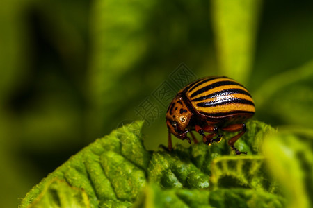 植物害虫瘦跗科罗拉多甲虫在土豆树上吃叶子图片