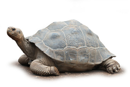 腿自然皮肤在白色背景下孤立的巨龟柔软阴影被孤立的大海龟图片