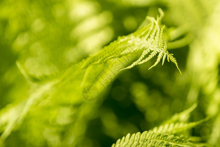 照片绿色青草地貌季节图片