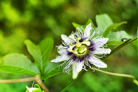 紫色的夏天热情激鲜花图片