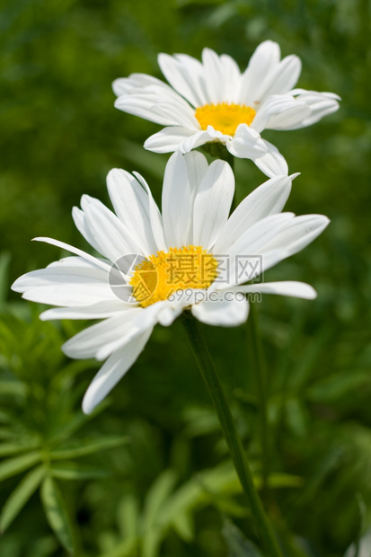 盛开的菊花图片