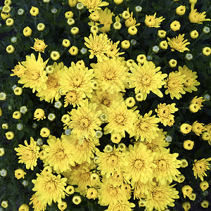 盛开的菊花图片
