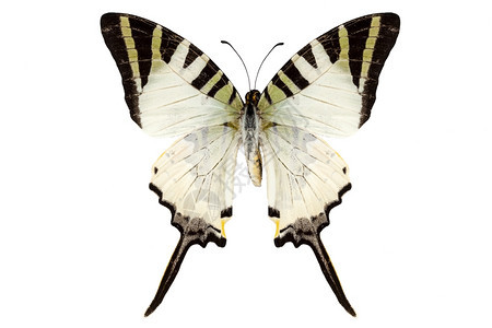 蝴蝶物种Graphiumantiphates在白色背景下分离丰富多彩的石墨美丽图片