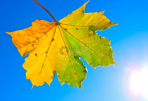 蓝色天空下的黄色的叶子图片