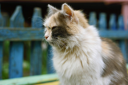 可爱的长毛猫图片