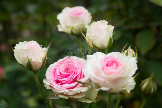 粉色的衬套花园里粉红玫瑰灌木股票照片花瓣图片