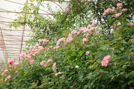 诗意的情人节花园里粉红玫瑰灌木股票照片花瓣图片