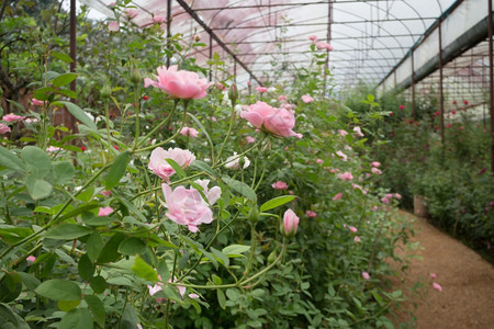 花园里的粉红玫瑰灌木股票照片问候花店浪漫图片