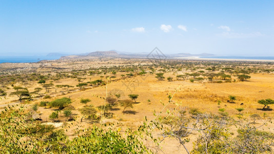 埃塞俄比亚Abjattashalla公园干草原上的阿卡西亚树和稀有植被沙拉云荒野图片