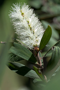 树生长澳大利亚西德SydeyAustralia关闭澳大利亚西德Sydey的白班克花植物学图片