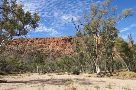 环虫路德维希TrephinaGorge东麦克唐纳山脉澳大利亚北部地区目的图片