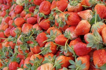 健康蔬菜农业有机场新鲜草莓丰收量堆积图片
