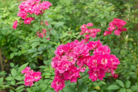 花园里的粉红玫瑰灌木股票照片花朵浪漫灌木丛图片
