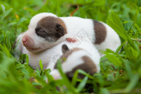 拉布多犬动物两周前出生在绿草地的新可爱小狗群星期图片
