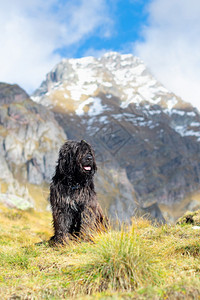 落下意大利舌头Bergamasco牧羊犬在山上混杂一起秋天的山里顶层雪积图片