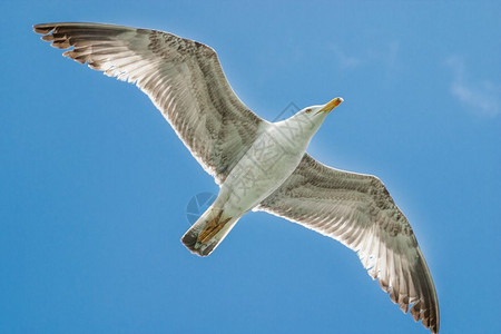 动物205年4月在Bosporus拍摄的对蓝天飞越海鸥的照片航班帕利卡拉斯图片