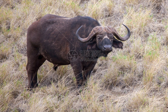 林烟蒂天喇叭水牛城在监视你肯尼亚的游猎图片