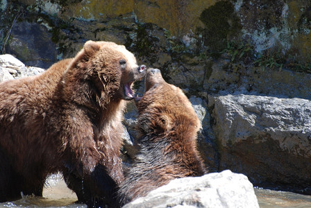 大灰熊的双口张开大嘴半岛银尖熊搏斗图片