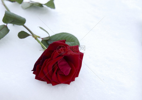 雪中的红玫瑰作为情人节卡目的叶子植物图片