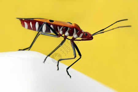 椿象飞行美丽臭虫的缝合生物学图片