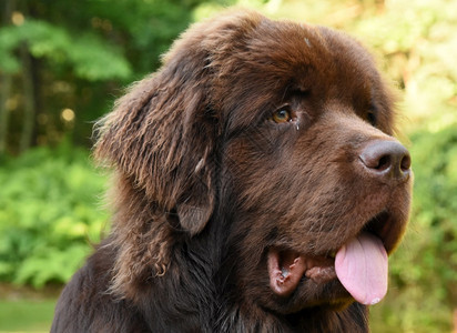 犬类美丽的巧克力棕色纽芬兰狗舌头伸出大型小狗图片