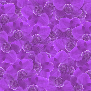 外来紫色兰花作为岗背景A美丽丰富多彩的花束图片