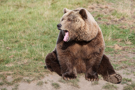 户外猎人公园棕熊在大自然中图片素材